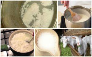 Kāpēc kazas piena vārīšana dažreiz sarecina un kā no tā izvairīties