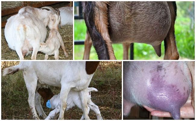 Qué hacer con una pequeña cantidad de leche en una cabra después del parto y cómo aumentar