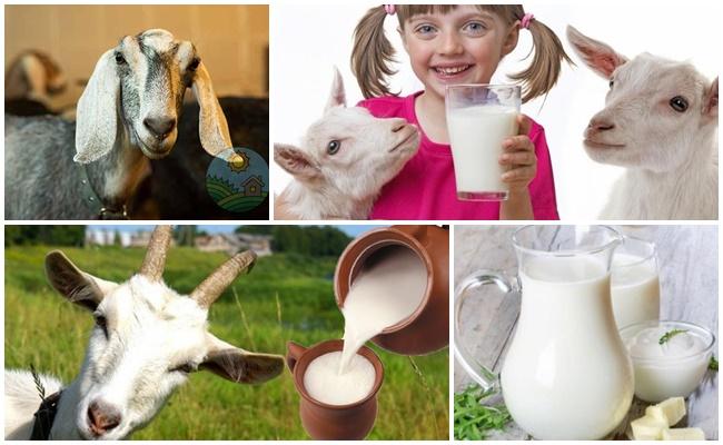 leche de cabra