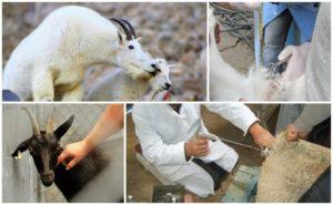 Avantages et inconvénients de l'insémination artificielle des chèvres, calendrier et règles