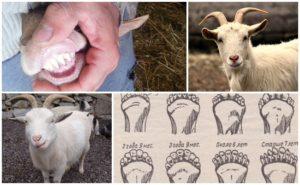Comment déterminer l'âge d'une chèvre par les dents, les cornes et l'apparence et de mauvaises méthodes