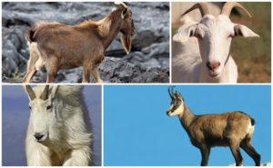 Опис и карактеристике понашања дивљих коза, где живе и њихов начин живота