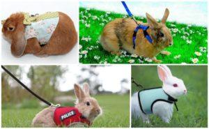 Typer av selar för kaniner och hur man gör det själv, hur man går
