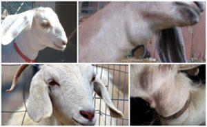 Što može biti ako koza ima kvržicu na vratu i kako je otkriti i pravilno liječiti