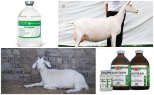Pokyny na použitie a dávkovanie oxytocínu, kedy sa podáva koza a analógy