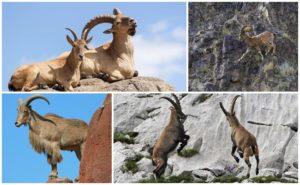 Variétés et noms des chèvres de montagne, à quoi elles ressemblent et où elles vivent
