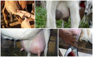La ragione per la comparsa di sangue nel latte in una capra, cosa fare e metodi di trattamento