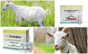 Estrofana sudėtis ir naudojimo instrukcijos ožkoms, dozavimas ir analogai