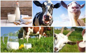 ¿Qué leche es más saludable en composición, vaca o cabra y una tabla de diferencias?