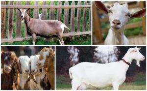Quanti anni vivono le capre e danno il latte a casa, come prolungare il periodo
