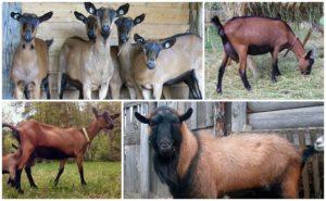 Опис чешке пасмине коза и правила држања, колико коштају животиње