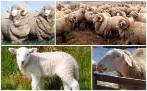 Description et caractéristiques de la race ovine Askanian, les règles de leur entretien