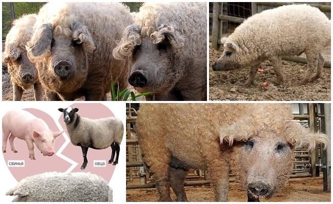 kiaulių ir avių hibridas