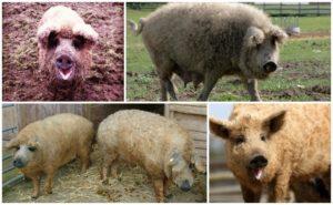Lampaan ja sian hybridi, rodun ominaisuudet ja sisältö