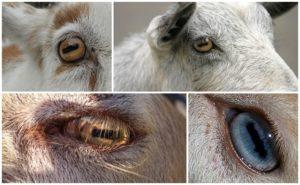 La struttura e i colori degli occhi di capra, le caratteristiche delle pupille e le malattie