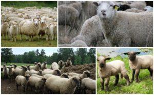 Beskrivning och egenskaper hos fåren från Gorky-rasen, reglerna för deras underhåll