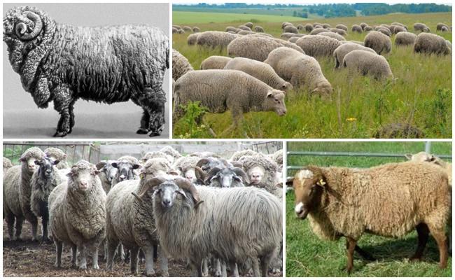 Race de mouton caucasienne