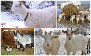 Règles d'élevage et de soins des chèvres à la maison pour les débutants
