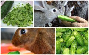 ¿Es posible y cómo dar adecuadamente a los conejos pepinos, los beneficios y daños de una verdura?