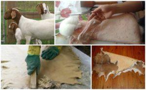 How to make a goat skin correctly at home, step by step instructions