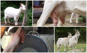 Cosa fare e come trattare una capra se mangia male e dà poco latte e le ragioni