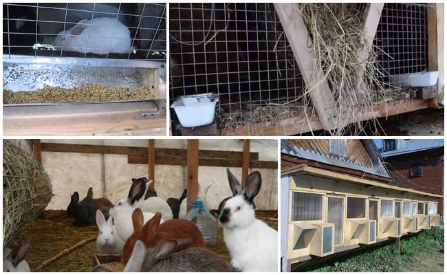 rabbit sheds
