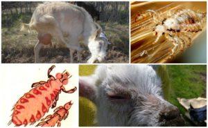 Ožkų utėlių gydymas vaistais ir liaudies gynimo priemonėmis namuose
