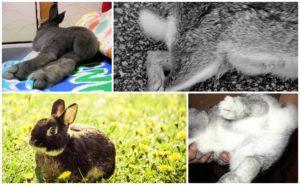 Anledningar till att kanin bakben misslyckades och metoder för behandling och förebyggande