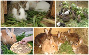 Lepšie kŕmiť králiky pre rýchly rast a hmotnosť, stimulanty TOP 5