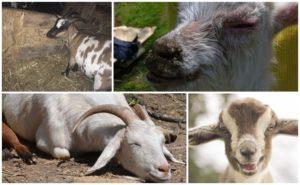 Příčiny pěny v ústech kozy a léčba pro nedostatek thiaminu