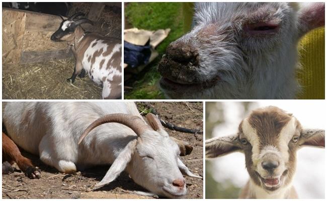 Foam sa bibig ng isang kambing: mga sintomas ng kakulangan ng thiamine