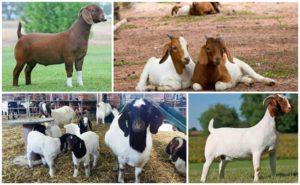Опис и карактеристике боер коза, правила за њихово одржавање
