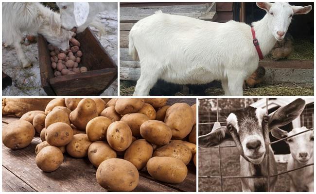 aardappelen voor geiten