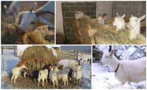 Kaip maitinti ožką žiemą be šieno, laikantis dietos namuose