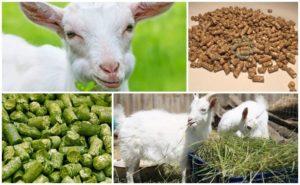 Samenstelling van gemengd voer voor geiten en kookregels met uw eigen handen, opslag