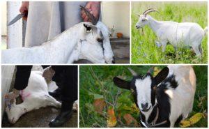 Comment couper correctement les chèvres à la maison, méthodes d'abattage et de dépeçage des carcasses