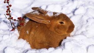 Pros y contras de tener conejos en invierno y reglas en casa.