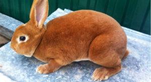 TOP 6 races de conills vermells i com triar una mascota, normes de manteniment i cura