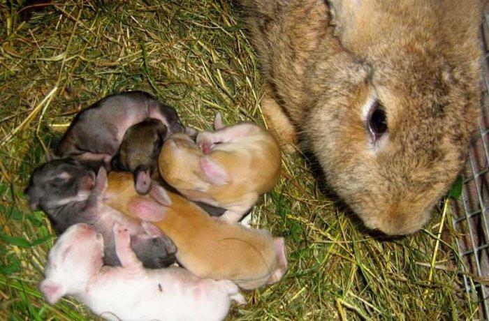 el conejo alimenta a los conejos