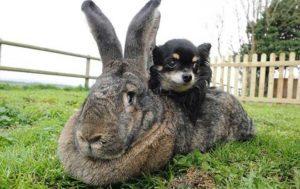 Les races des plus gros lapins du monde et le poids des individus du livre Guinness des records