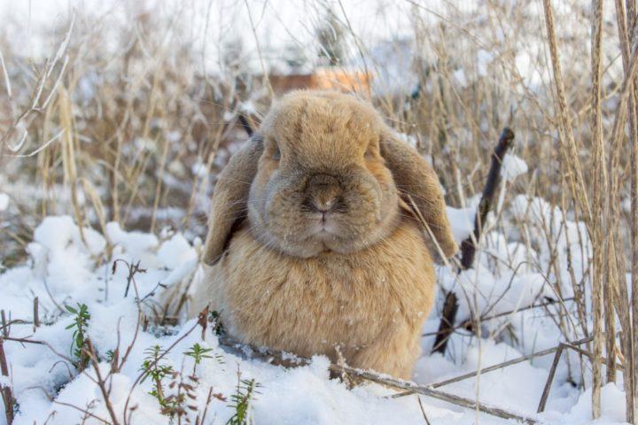 conejo en la nieve