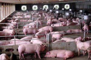 Systems and methods of keeping pigs at home for beginners