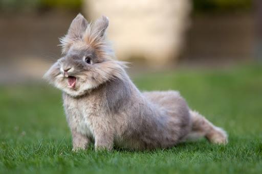 krásny králik