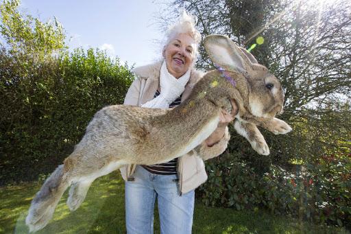 أرنب كبير