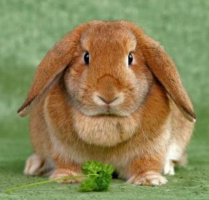 Koľko rokov môžu králiky žiť doma, podmienky pre rôzne plemená