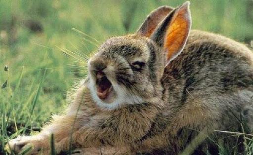 estornudo de conejo