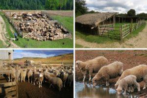Typen und Zeichnungen von Schafställen, wie man es selbst zu Hause macht