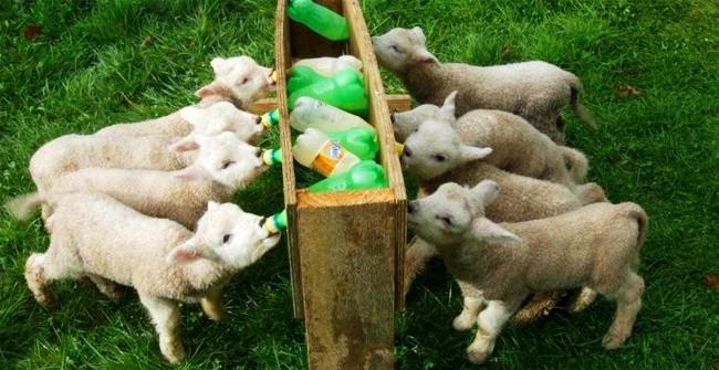 mangiatoia per pecore