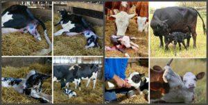 Come nutrire una mucca dopo il parto a casa, fare una dieta