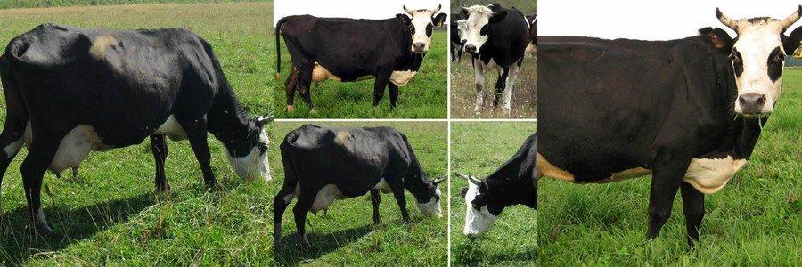 Jaroszlavl tehenek fajtája
